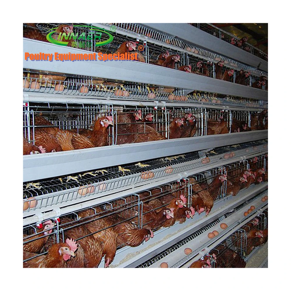 poultry battery broiler meat chicken cages