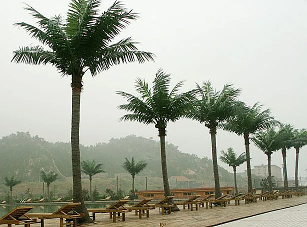 Outdoor waterproof long live imitative fake coconut tree artificial tree, Phomix Palm landscape trees