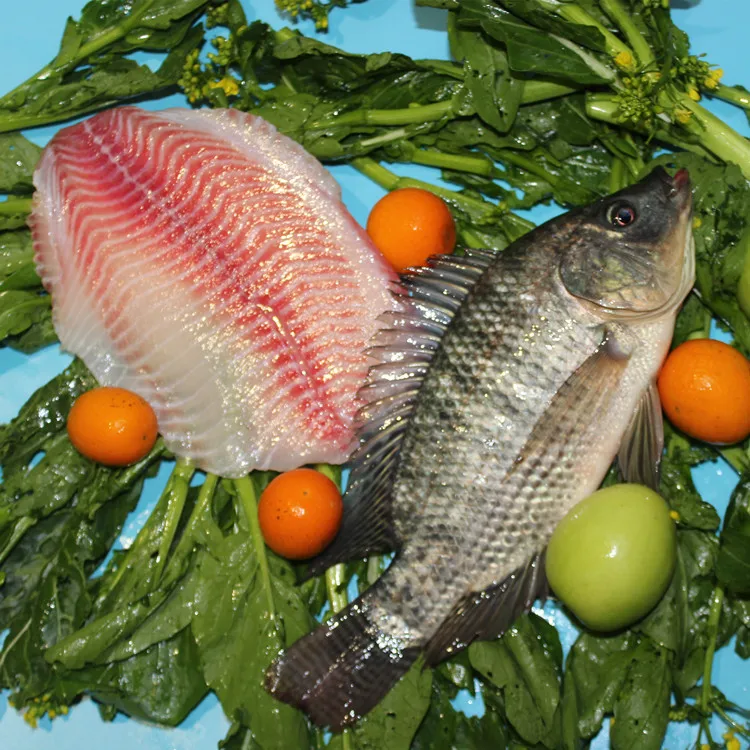 
tilapia fillet frozen 