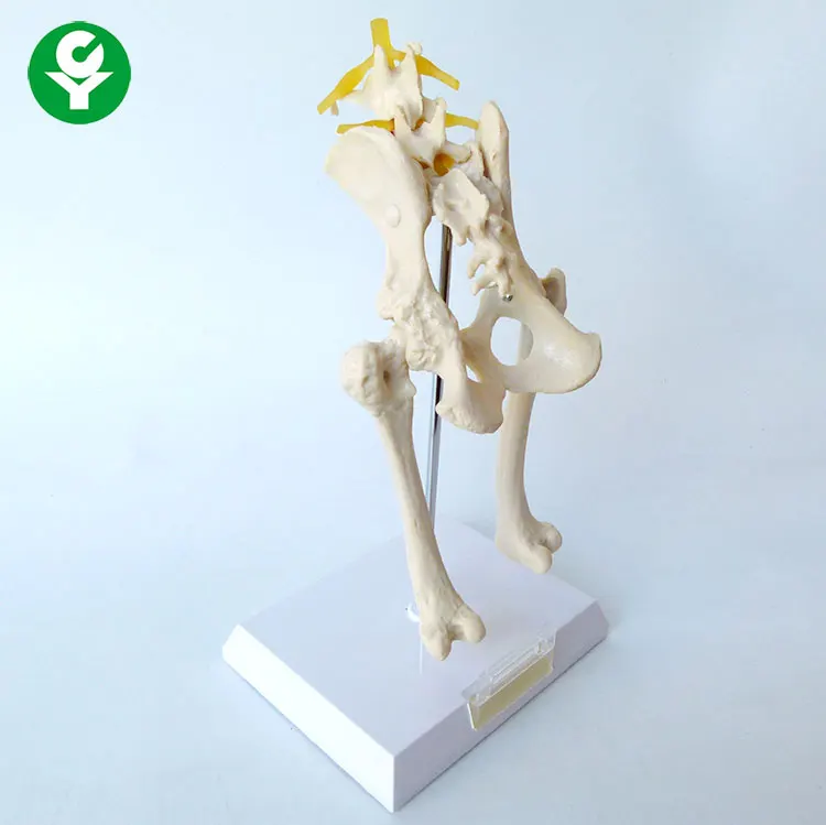 Dog Hip Joint Skeleton Medical Model