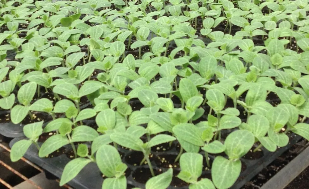 Садовый гибкий мешок для выращивания Горшков