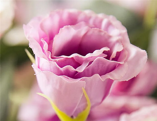 Top quality 3 heads silk artificial lisianthus flower