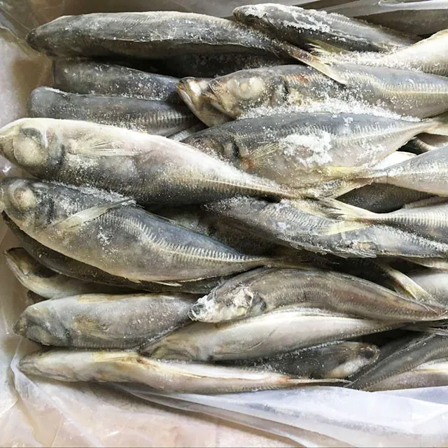 Frozen Horse Mackerel, Pacific Mackerel, Tuna, Trout, Bonito, Tilapia, Squid, Salmon fish