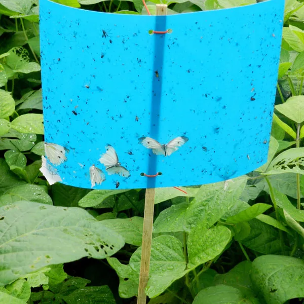 PP blue sticky traps,  pest glue cards, natural pest control way to kill thrips