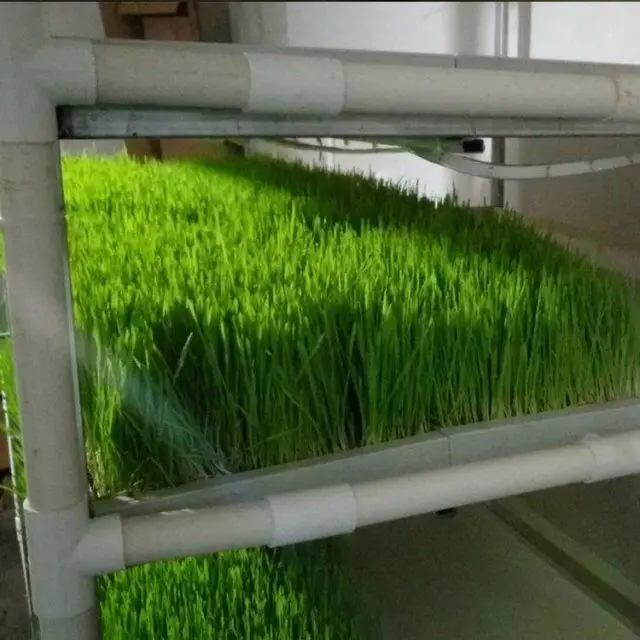 hydroponic fodder trays microgreen tray hydroponic equipment /hydroponic system