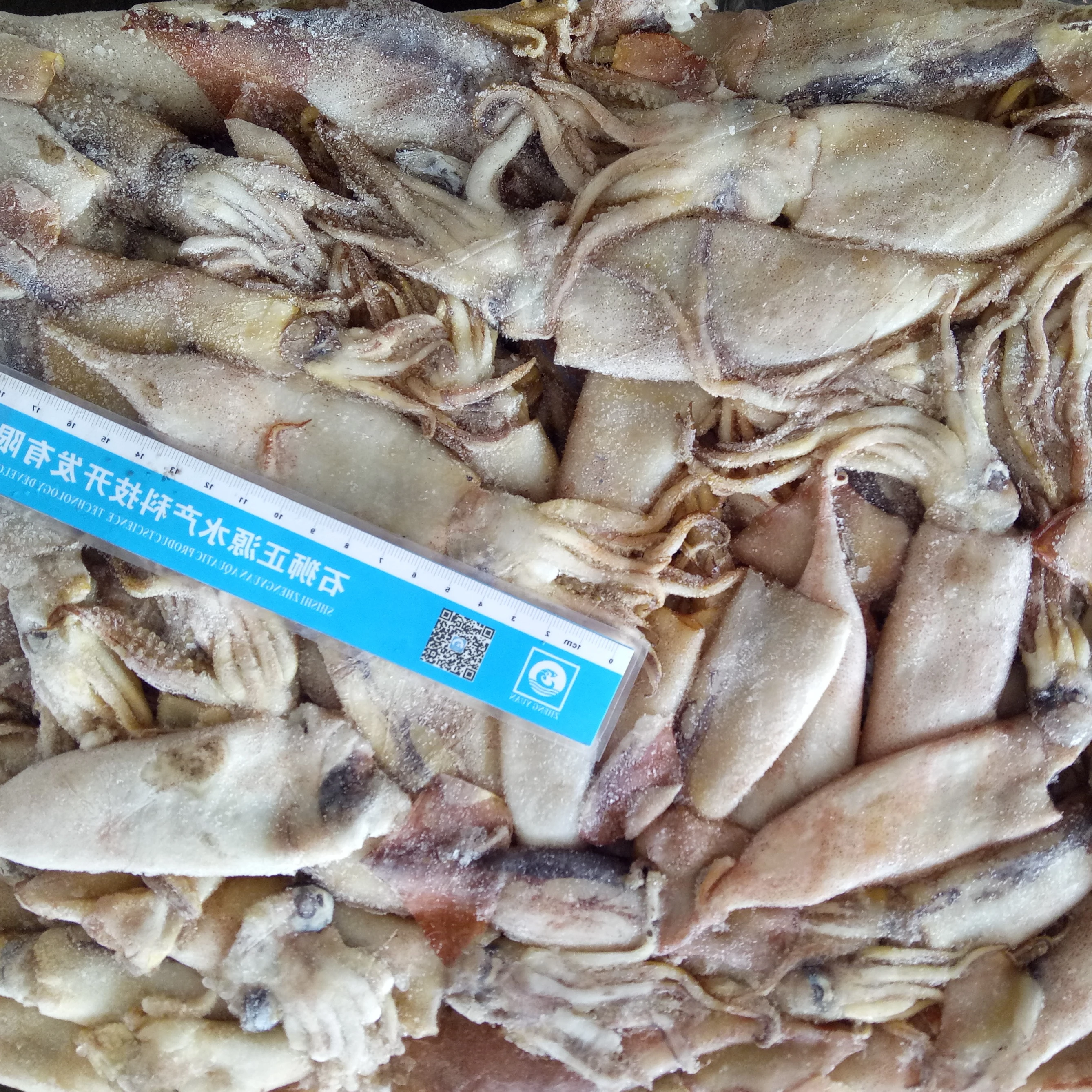 China origin best price of baby squid/ fly squid/ little squid