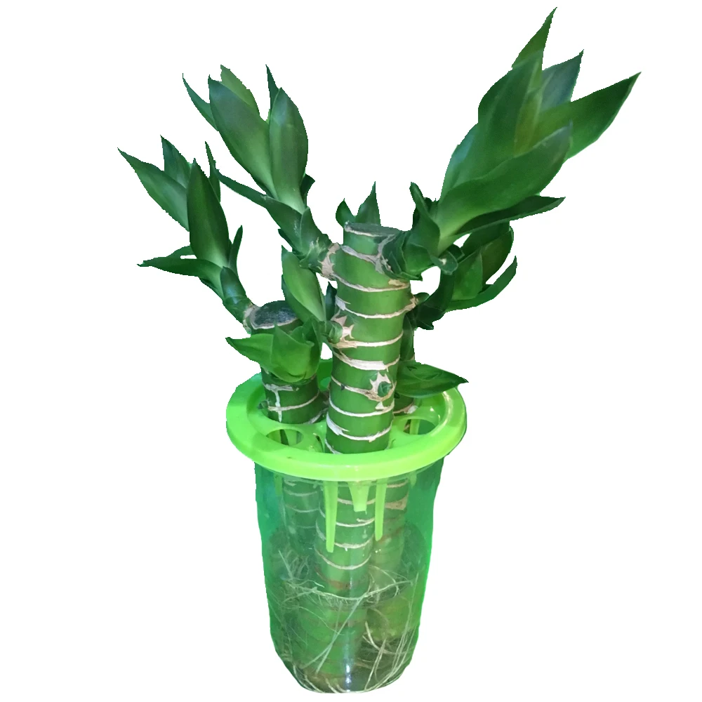 
Professional dracaena sanderiana Lotus Lucky Bamboo 