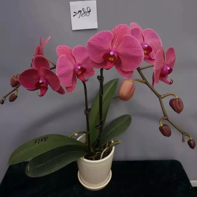 live phalaenopsis