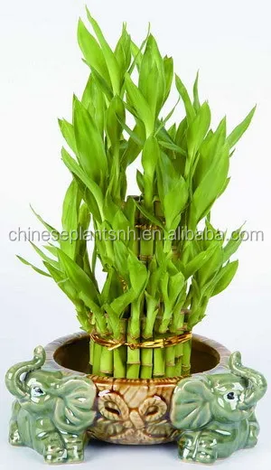 
Tower Lucky Bamboo Dracaena Sanderiana 