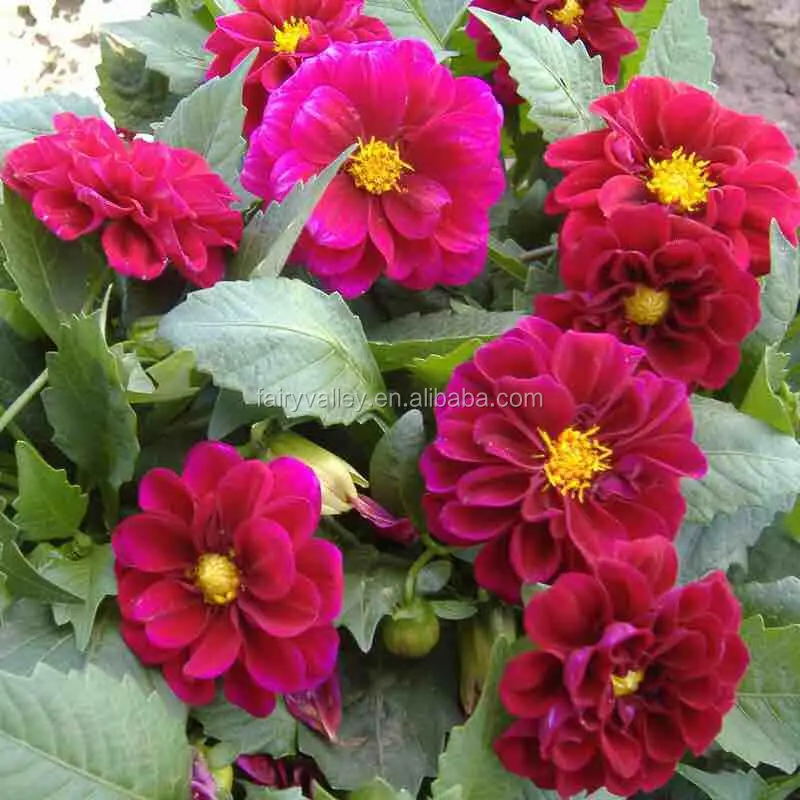 Высокий уровень прорастания, красивые красные семена карлика Далии для посева