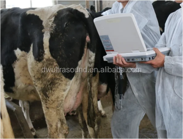 DW-VET2 full digital ultrasound scanner for veterinary/USG scanner instrument with competitive price pet hospital