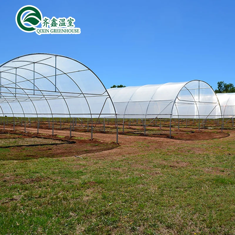 Forever Mini Indoor One Stop Solution Film Greenhouse For Tomato