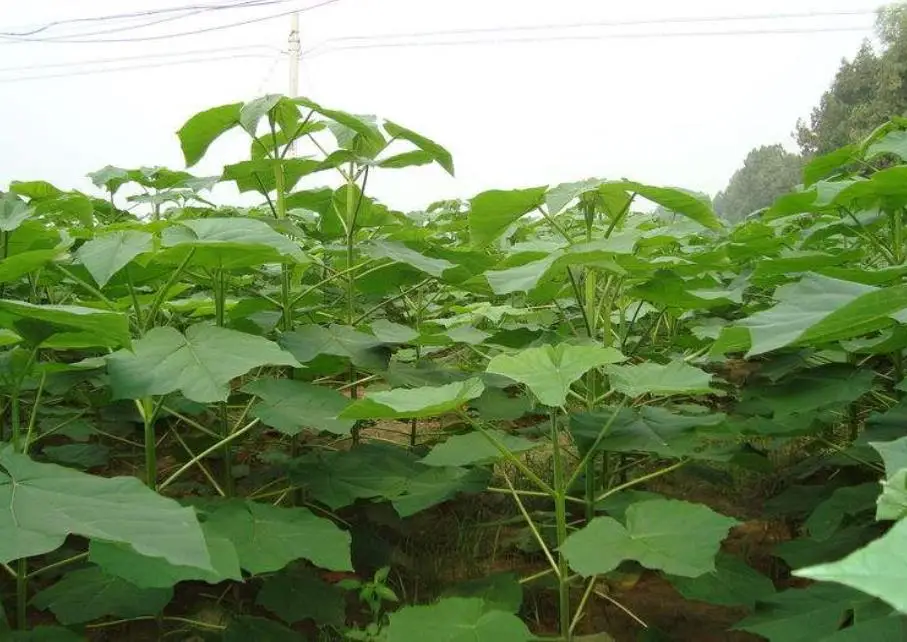 
Fresh live paulownia elongata tree roots segments 