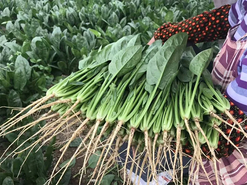 
Hybrid f1 Spinach seed LS101(2118) 