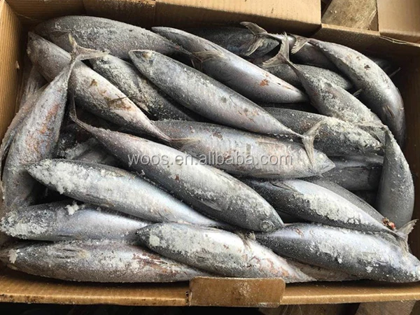 Высокое Качество морепродукты замороженные круглый скумбрия тунец 100-200 г