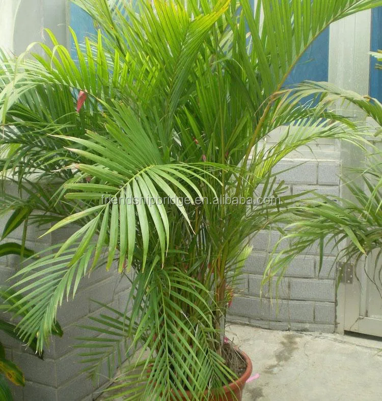 
 Натуральное пальмовое растение хризалидокарпус лутеscens бонсай  
