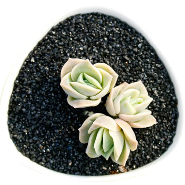 Оптом суккулентные растения Echeveria прекрасная роза по низкой цене