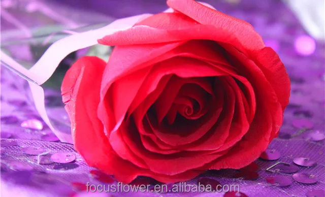 Лидер продаж, экспортеры цветов из Кении для празднования