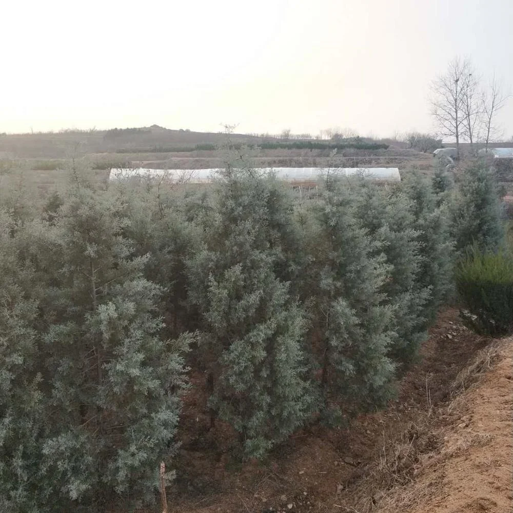 Использование для рождественской елки cupress blue ice cypress