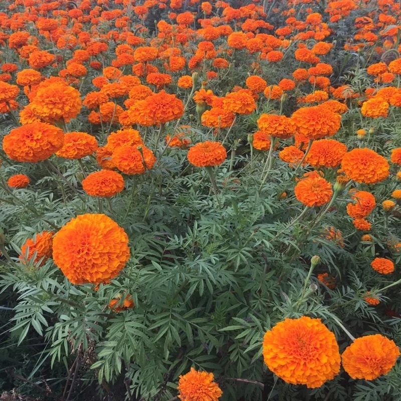 Hybrid Lutein marigold seeds tagetes seeds for planting