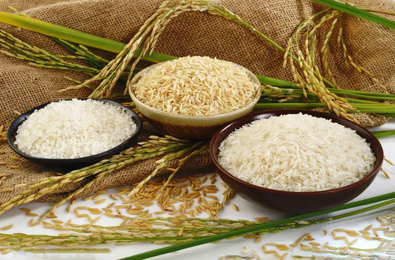 2019 Best Quality Non-GMO  Rice Protein Powder