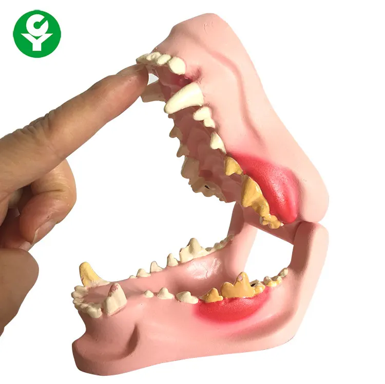 
Anatomical Nature Size Dog Teeth Structure Model 