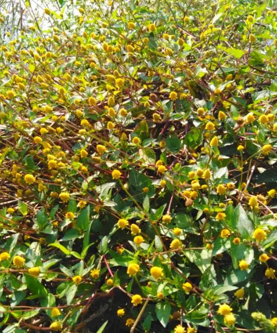 Hotsale china Natural paracress sichuan buttons dried Acmella oleracea plants cuts