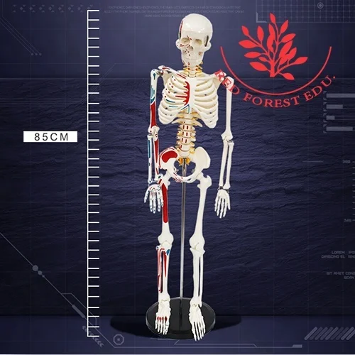 Muscle origins (red) and insertions (blue) in half body 85cm human artificial skeleton