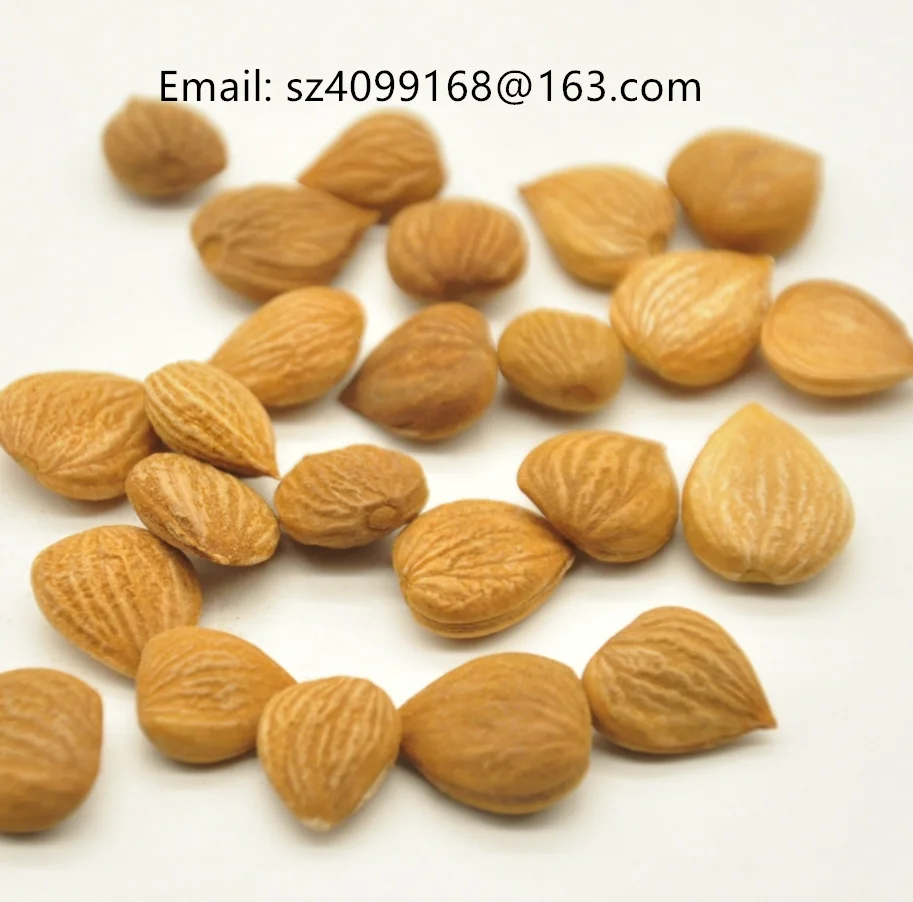 
Bulk Organic Raw Apricot Kernels Without Shell 