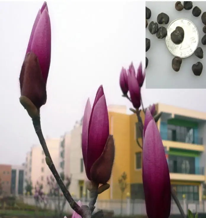 500 г, семена фиолетовых цветов, семена дерева, магнолия, лилилиифлора, деср, для посадки