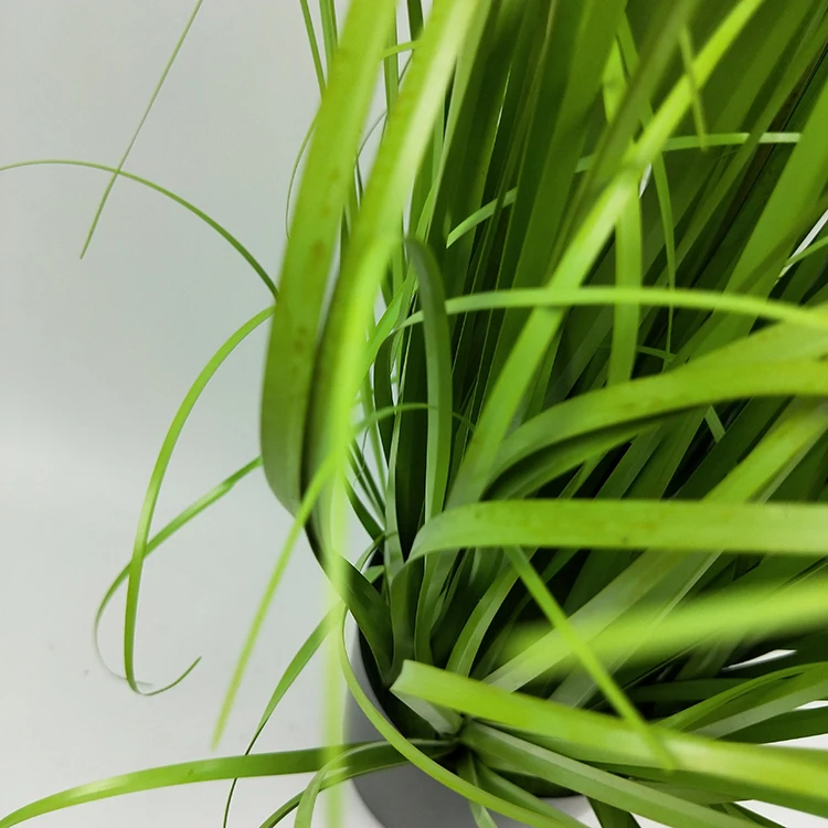 Selling manufacturer indoor living room decorative Onion grass artificial plant