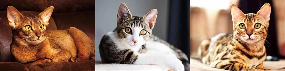 picture 3d wallpaper 3d cat picture lenticular poster with flip effect