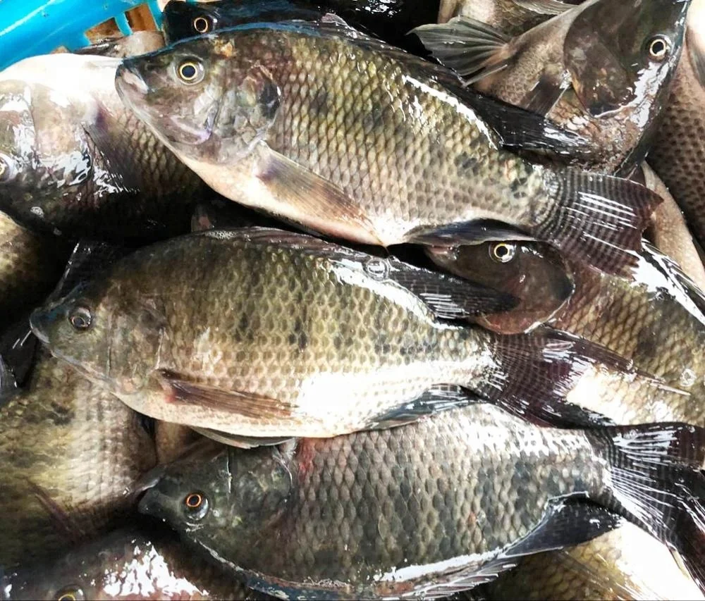 Supplier Wholesale Seafood Price Per Kg Whole Frozen Black Round Tilapia Fish WR fresh frozen Black Tilapia  800-1000g