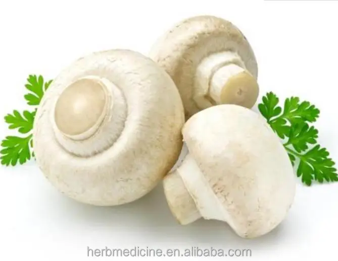 
Button Agaricus brunnescens Common cultivated mushroom Agaricus bisporus Lange Sing 