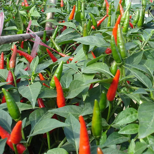 
HP16 Tonyi very hot,F1 hybrid hot pepper/chilli seeds in vegetable seeds 