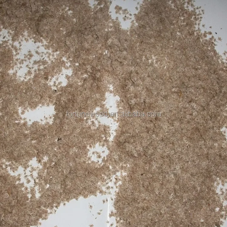 High germination rate paulownia seeds kiri seeds with health certificate