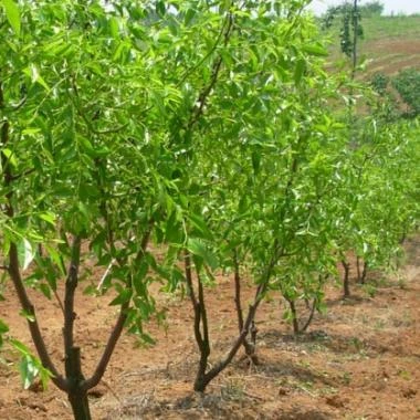 
Chinese Jujube Date Trees seedling 