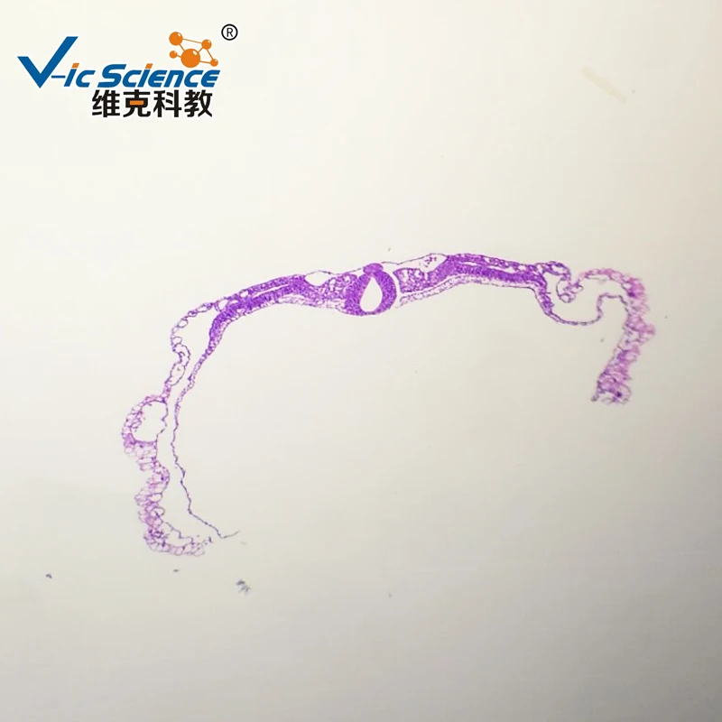 Cheap chick embryo slides prepared microscope slides