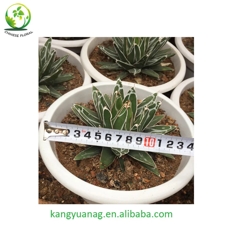  Натуральные красочные живые растения Agave из