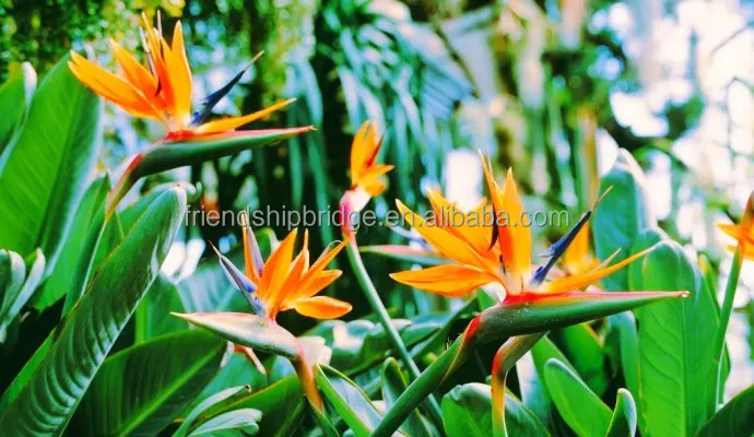 Bird of Paradise Flowers