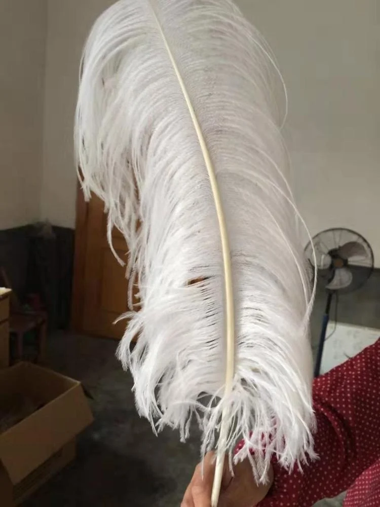China Wholesale 60-65 cm Large Ostrich Plumes feather for  for wedding centerpiece decoration