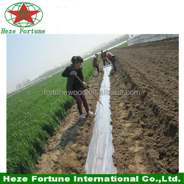 
Холодностойкий корень дерева paulownia 9501 для посадки 