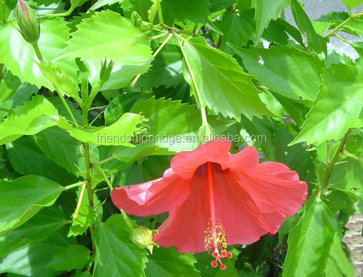
The landscape tree Hibiscus rosa-sinensis seedling 