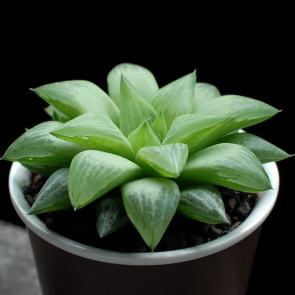 Haworthia turgida боярышника