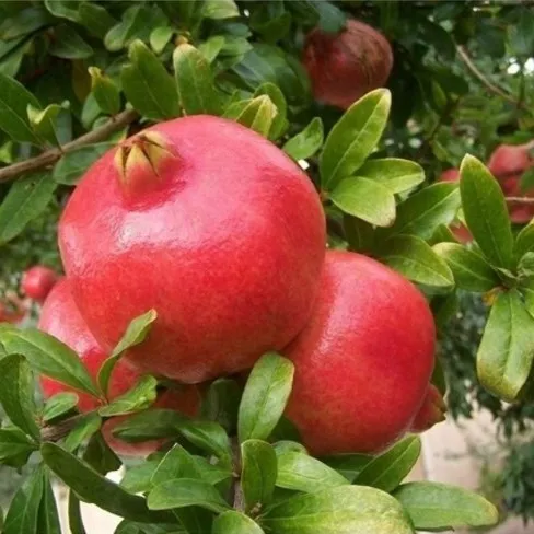 
Оптовая продажа выращивания граната рассады на продажу 