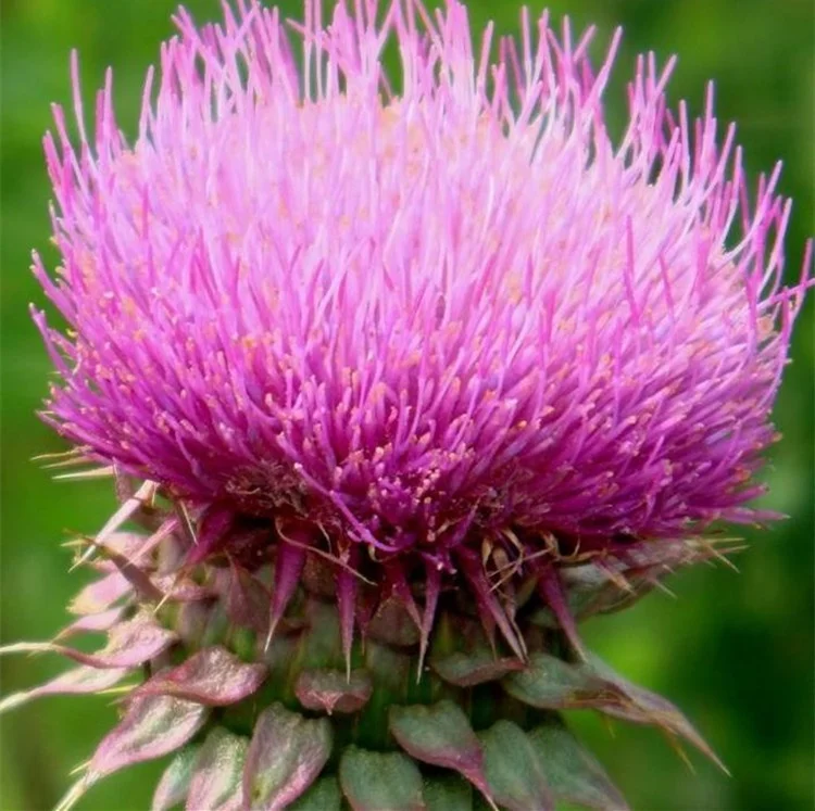 Runyu supply  silymarin 90% milk thistle powder/silymarin price