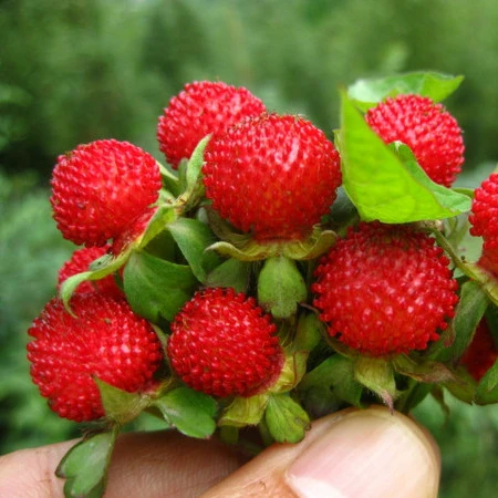 
Garden indoesnisa red hybrid cute F1 black strawberry fruit seeds for sale in bulk 10gr/bag 