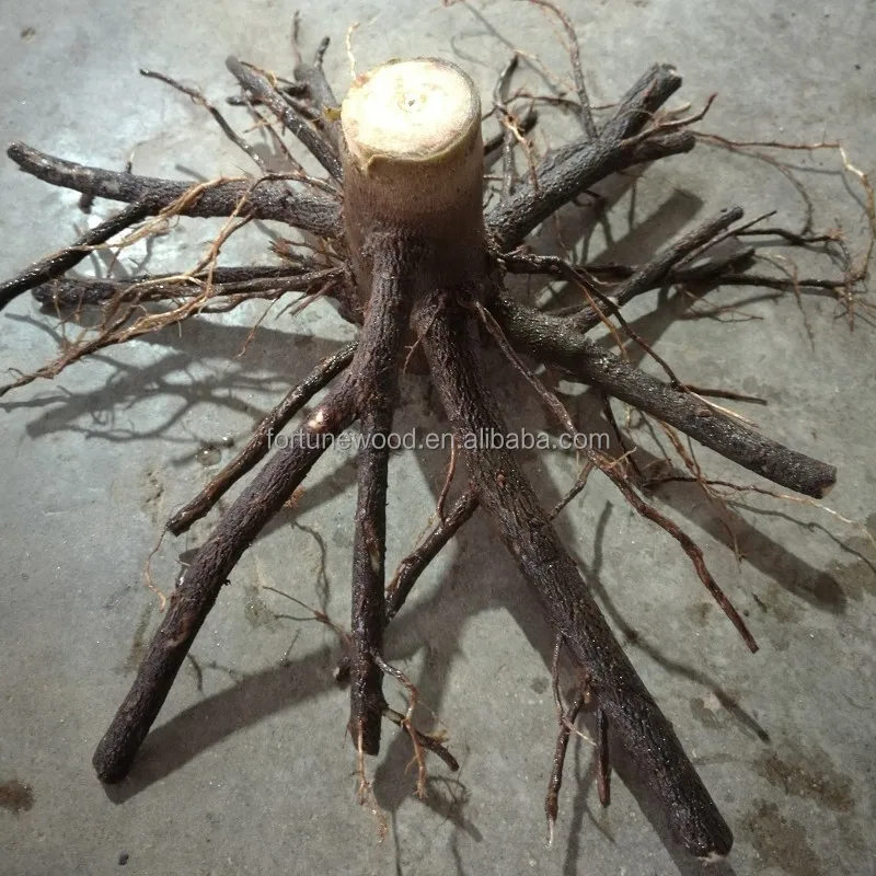 
 Высокое качество, 99% год, выживание, устойчивость к холоду, популярная в мире рассада paulownia shan tong для выращивания  