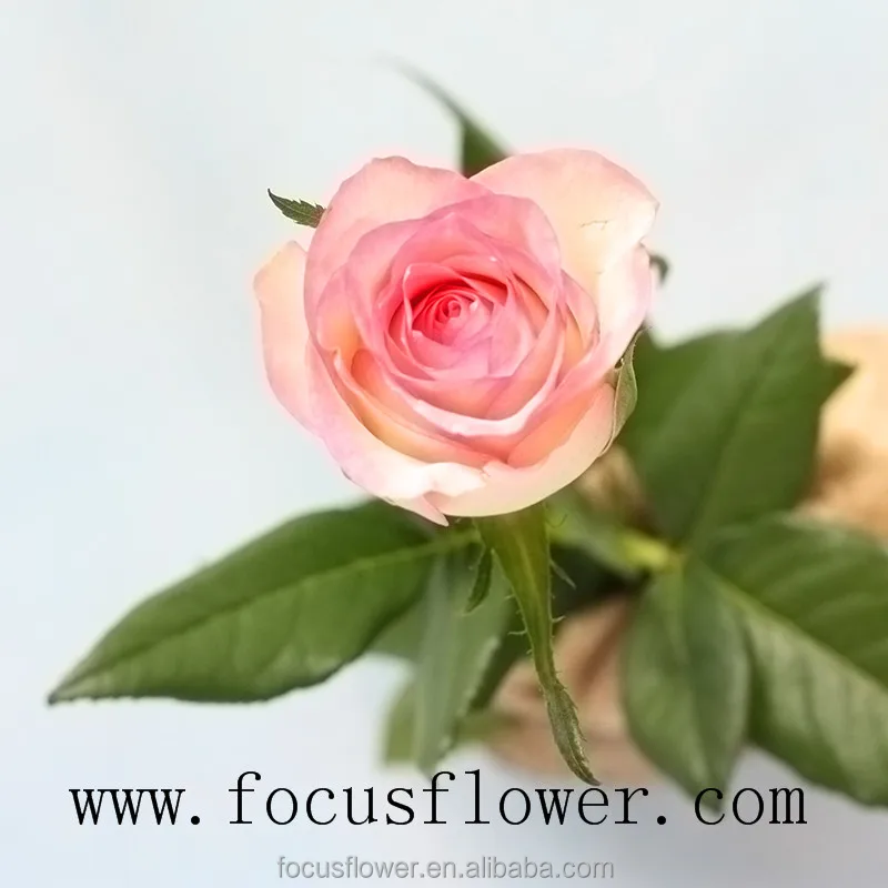Names of flowers used to decorate high quality fresh cut flowers hopeshow rose from yunnan province