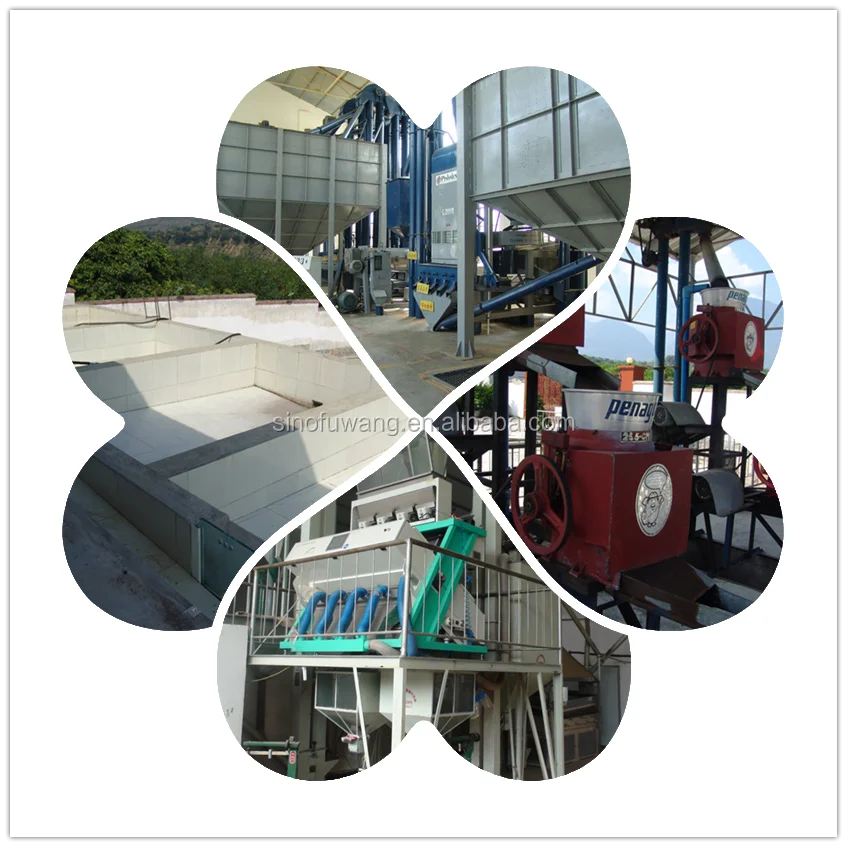 
Original Arabica Green Coffee Bean from Chinese capital of tea 